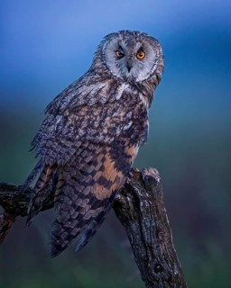 Long-eared Owl (Asio otus), Saxony-Anhalt, Germany