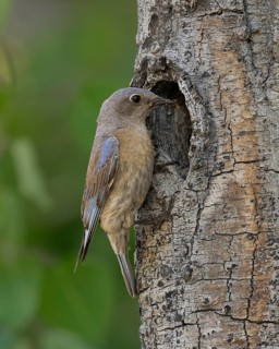 Western Bluebird (Sialia mexicana) at nest cavity in the Sierra Nevada mountains of California