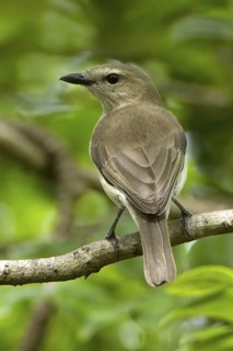 Grey Whistler (Pachycephala simplex), Northern Territory, Australia