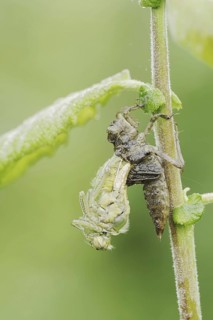 Black-tailed Skimmer (Orthetrum cancellatum), hatch, larva, dragonfly larva, North