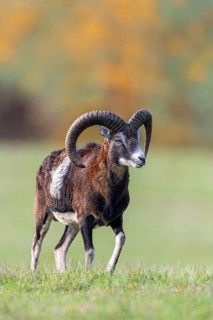 European mouflon (Ovis aries musimon, Ovis gmelini musimon) ram, male with big horns in grassland