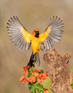 Altamira Oriole (Icterus gularis) approaching a stump, Texas, USA