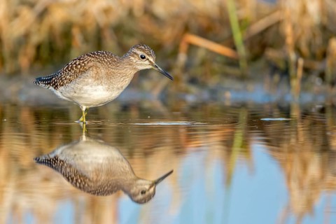 Wood Sandpiper (Tringa glareola), Saxony-Anhalt, Germany