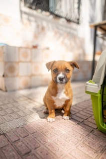 A small brown and white puppy sits on a sunlit patio next to a green pet carrier. The dog gazes