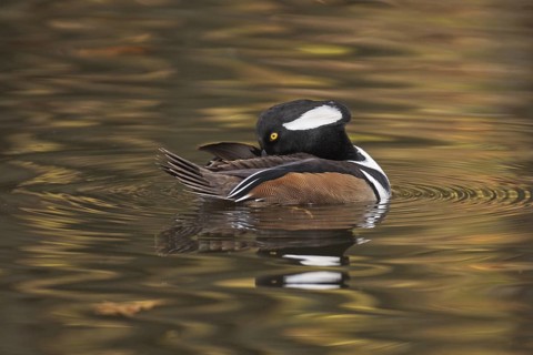 Hooded Merganser (Lophodytes cucullatus) male, Michigan, USA
