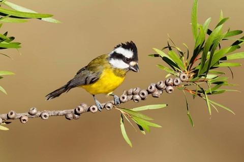 Crested Shriketit (Falcunculus frontatus) female, Victoria, Australia