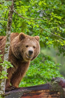 A female eurasian brown bear (Ursus arctos arctos) stands on a log lying at a forest edge in early