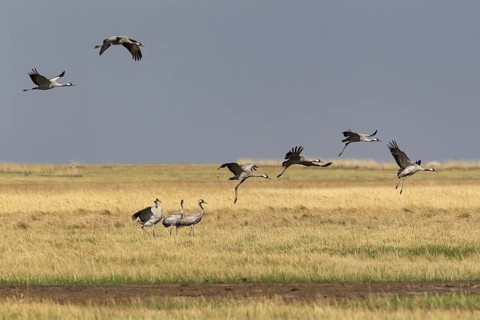Common Crane (Grus grus grus) group flying, Dornod Aimag, Mongolia