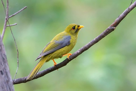 Bell Miner (Manorina melanophrys), Victoria, Australia