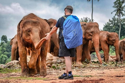 Person with backpack interacting with Asian elephant group in natural environment, small young