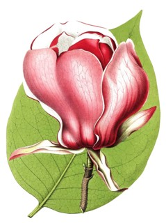 Magnolia, Magnolia lenne hybride, plant and flower, digitally reworked reproduction of an original