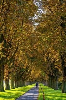 Dense chestnut tree avenue at the Rhine dike near Neuss, Deichallee, autumn, colourful leaves,