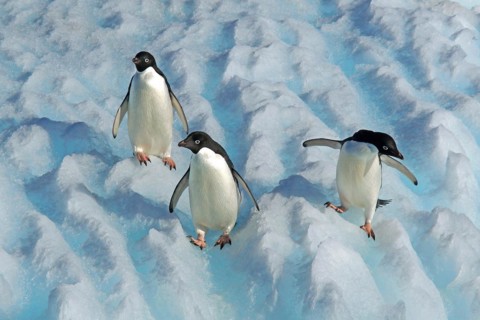 Three Adelie penguins in the Antarctic, Wedell Sea, Long-tailed penguins, (Pygoscellis adeliae),