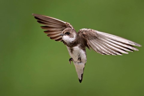 Sand martin (Riparia riparia), in flight, Reussegg nature reserve, Canton Aargau, Switzerland