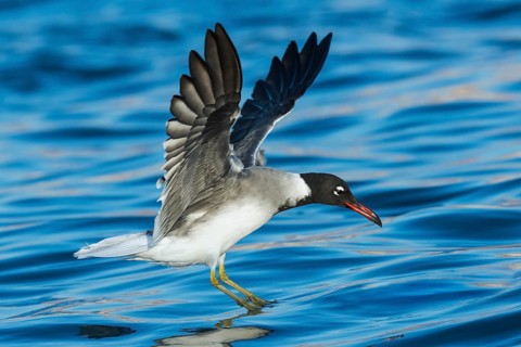White-eyed Gull (Ichthyaetus leucophthalmus) flying, Eilat, Israel