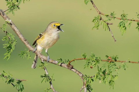 White-eyed Vireo (Vireo griseus) singing from a branch, Texas, USA