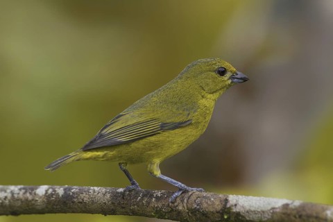 Violaceous Euphonia (Euphonia violacea) female, Atlantic rainforest, Brazil
