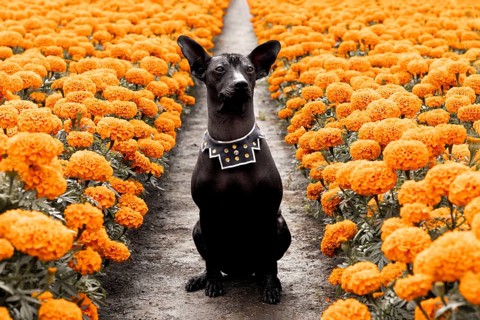 A majestic Xoloitzcuintle dog sits among vibrant Cempasuchil flowers, capturing the essence of Day
