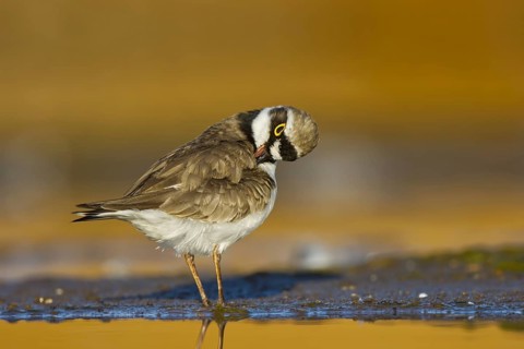 Little Ringed Plover (Charadrius dubius) female preening, North Rhine-Westphalia, Germany