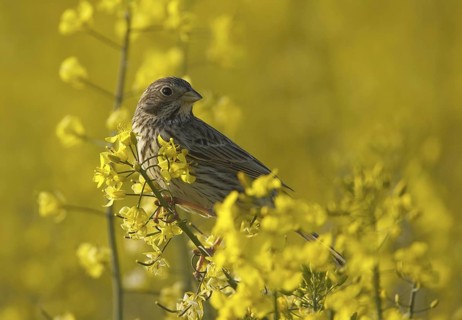 Corn Bunting (Emberiza calandra), Mecklenburg-Western Pomerania, Germany