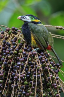 Spot-billed Toucanet (Selenidera maculirostris) feeding on palm fruits in the Atlantic rainforest