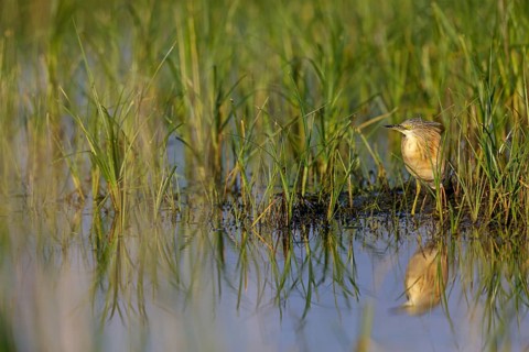 Squacco heron, heron, animals, birds, biotope, foraging, (Ardeola ralloides), Lesbos, Greece
