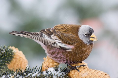 Gray-crowned Rosy-Finch Leucosticte tephrocotis littoralis Homer, Alaska, USA 28 February Adult