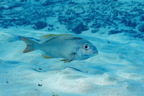 A Humpnose big-eye bream, Monotaxis grandoculis, swims gracefully over the sandy ocean floor in the