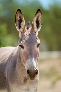 Donkey (Equus asinus), portrait, Spain