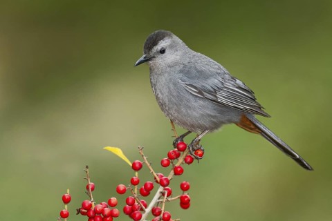 Grey Catbird (Dumetella carolinensis) perched on a branch, Texas, USA