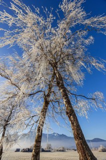 Trees, birches, hoarfrost, sunny, mountain landscape, winter, Loisach-Lake Kochel-Moor, Alpine