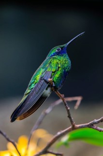 Sparkling violetear (Colibri coruscans), hummingbird sitting on branch, native to South America,