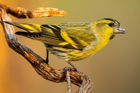 Close-up of a Eurasian Siskin, Spinus spinus, showcasing its vibrant yellow plumage and detailed
