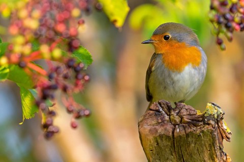 Rotkehlchen, European Robin, Robin, Erithacus rubecula, Rougegorge familier, Rougegorge, Petirrojo
