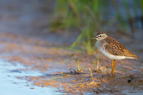 Wood sandpiper (Tringa glareola), Chevalier sylvain, Andarríos Bastardo, Raysut, Salalah, Sohar,