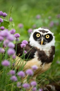 Spectacled Owl (Pulsatrix perspicillata) captive, juvenile, Germany