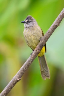 Flavescent Bulbul (Pycnonotus flavescens), Kaeng Krachan, Thailand
