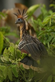 Hoatzin (Opisthocomus hoazin) perched in tree, Orinoco Delta, Venezuela