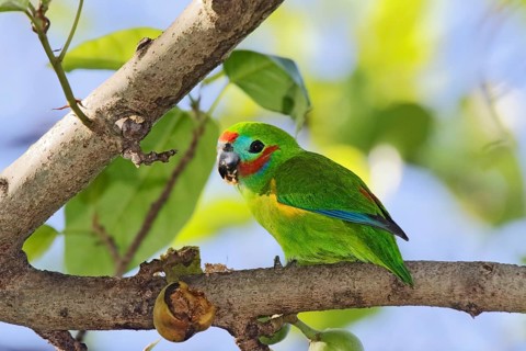 Double-eyed Fig Parrot (Cyclopsitta diophthalma macleayana) male perched on a branch, Queensland,