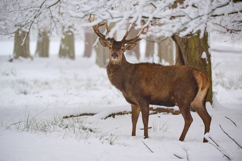 A stately stag stands in a snowy forest, surrounded by trees, winter, red deer (Cervus elaphus),