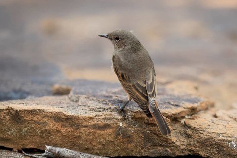 Rusty-tailed Wheatear, (Oenanthe familiaris), adult, alert, Mountain Zebra National Park, South