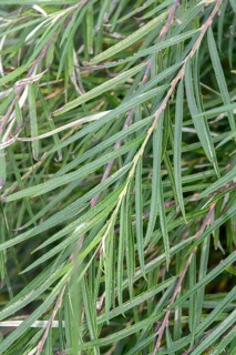 Rosemary willow (Salix elaeagnos 'Angustifolia'), Germany