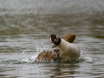 A Canada goose bathing, Ümminger See, Bochum, North Rhine-Westphalia, Germany