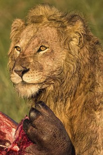 African Lion (Panthera leo) feeding on carcass, Masai Mara, Kenya