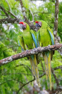 Great-Green Macaw (Ara ambigua) perched on a branch in Costa Rica