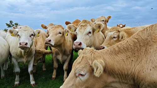 A group of cows (bos taurus) on a green meadow under a cloudy sky, Franconian Forest nature park