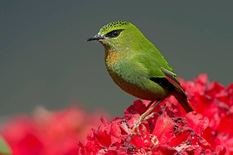 Fire-tailed Myzornis (Myzornis pyrrhoura) perched on Rhododendron flower, Darjeeling, India