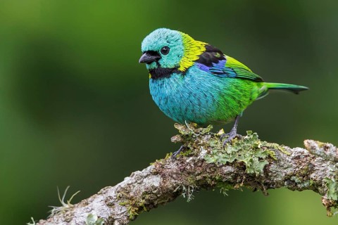 Green-headed Tanager (Tangara seledon) perched on a branch in the Atlantic rainforest of southeast