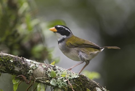 Orange-billed Sparrow (Arremon aurantiirostris), Pichincha, Ecuador
