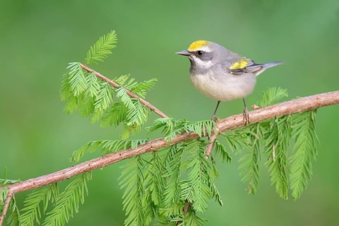 Golden-winged Warbler (Vermivora chrysoptera) female perched on a branch, Texas, USA